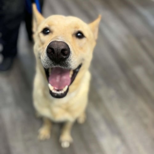 FRITZ - Yellow Labrador Retriever / White German Shepherd available for adoption