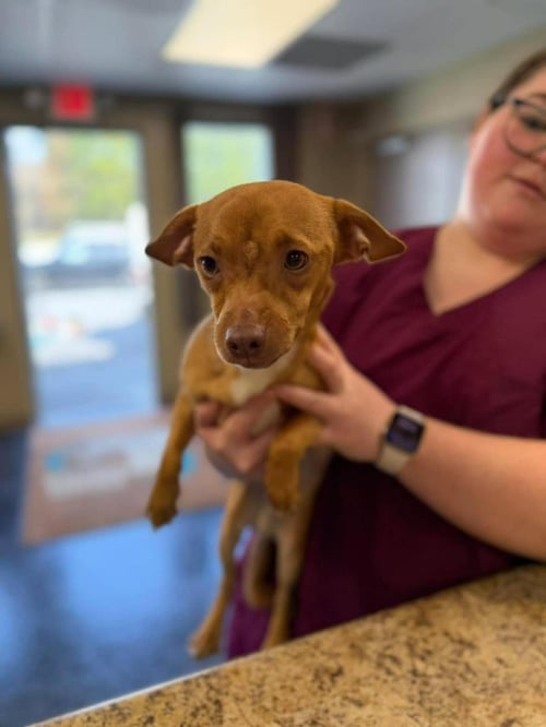 BURGER - Chihuahua / Dachshund available for adoption