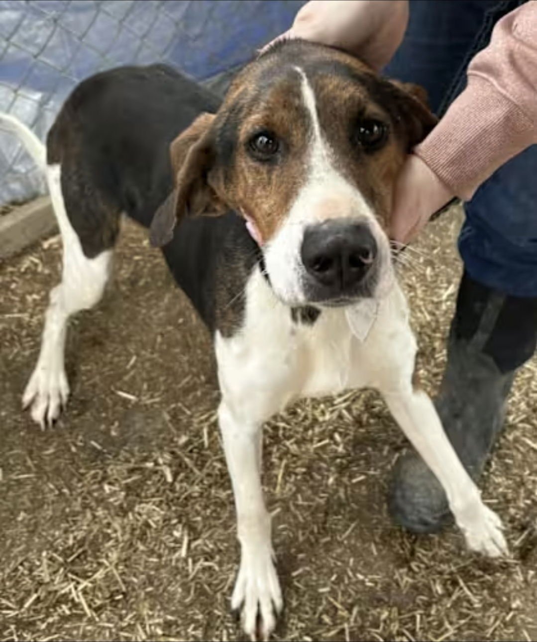 LINCOLN - Treeing Walker Coonhound available for adoption