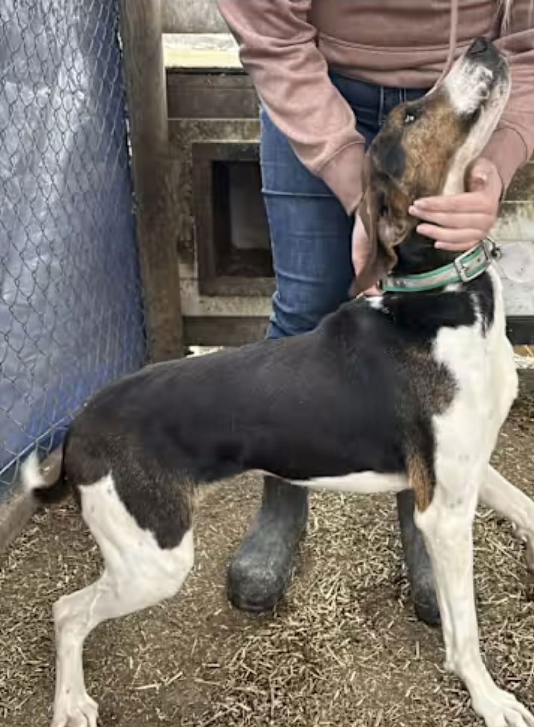 LINCOLN - Treeing Walker Coonhound available for adoption