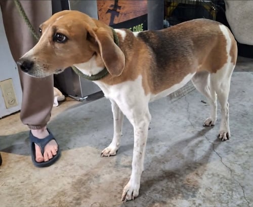 JOLENE - Foxhound available for adoption
