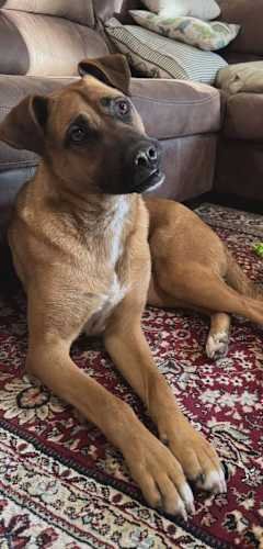 BIRDIE - German Shepherd Dog / Boxer available for adoption