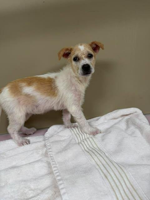 Puppy Biscuit (Heinz 57) Image