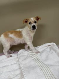 Puppy Biscuit (Heinz 57) - Photo 1