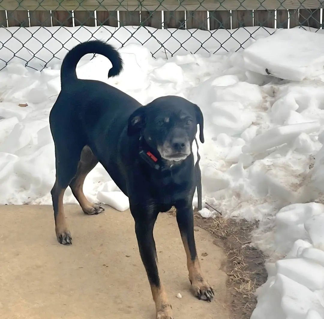 CHLOE - Hound / Rottweiler available for adoption