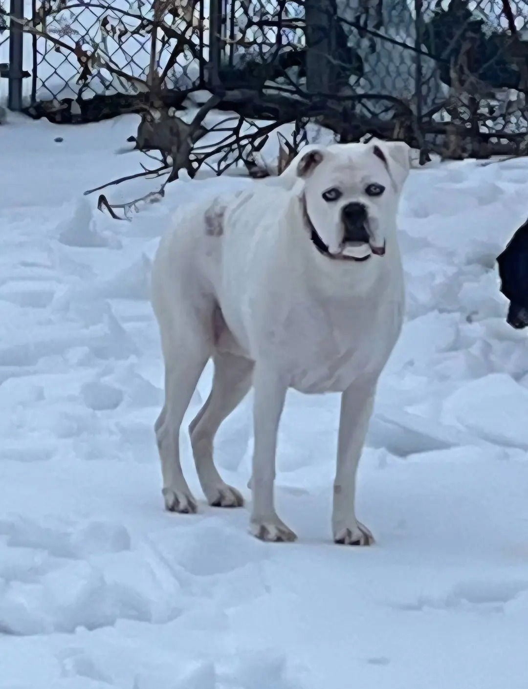 REBEL - Boxer available for adoption