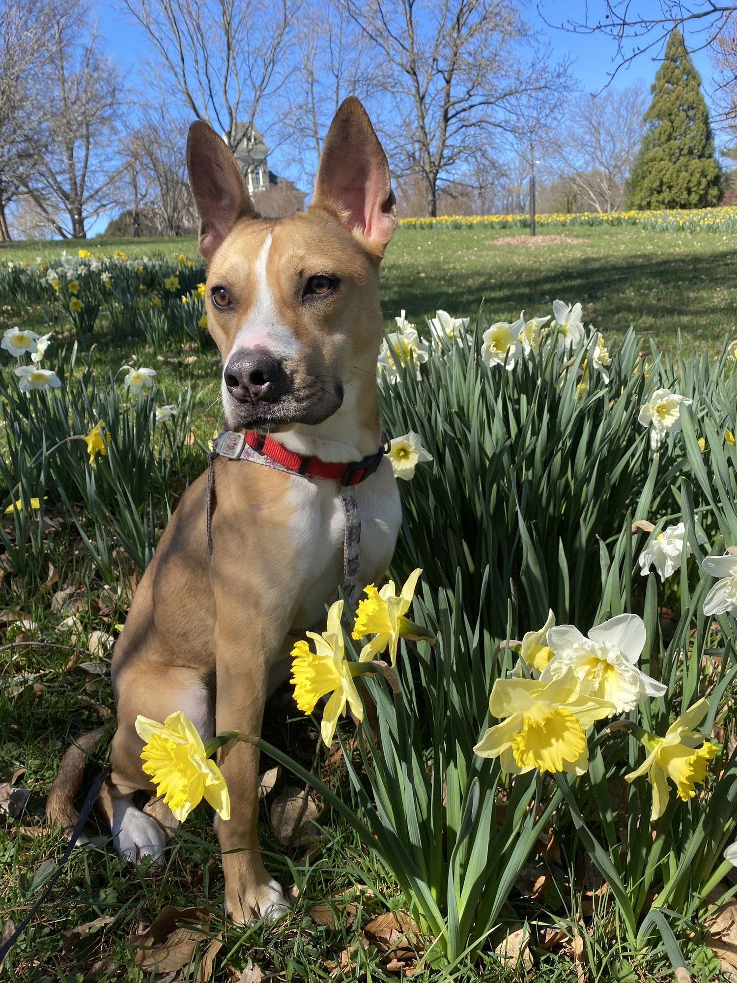 AGGIE - American Pit Bull Terrier / Husky available for adoption