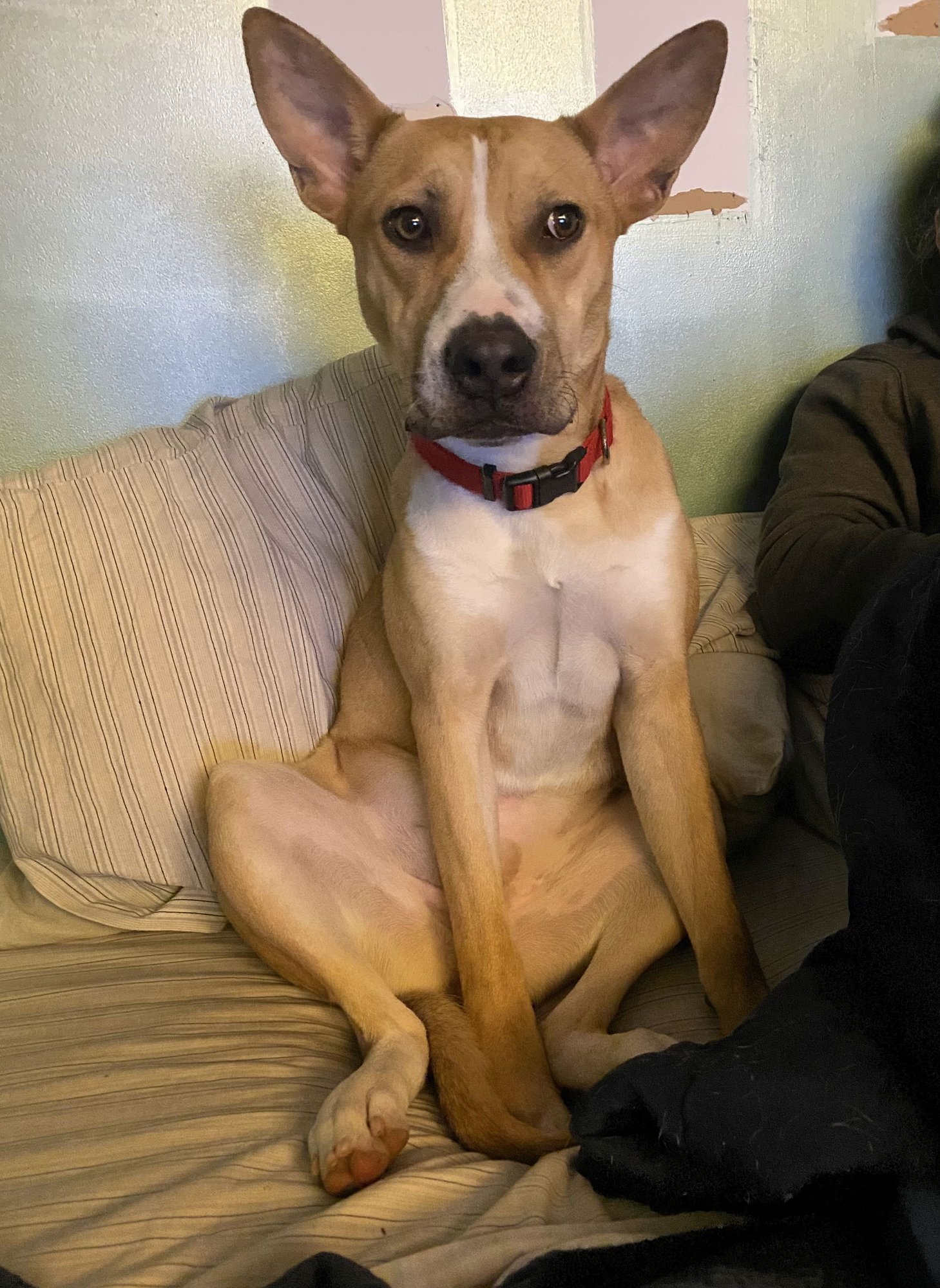 AGGIE - American Pit Bull Terrier / Husky available for adoption