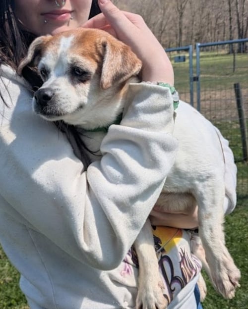 LITTLE ANN - Jack Russell Terrier / Shih Tzu available for adoption