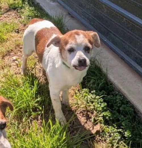 LITTLE ANN - Jack Russell Terrier / Shih Tzu available for adoption
