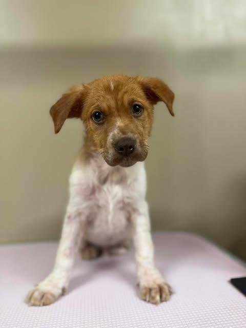 PUPPY MILO - Hound / Terrier available for adoption
