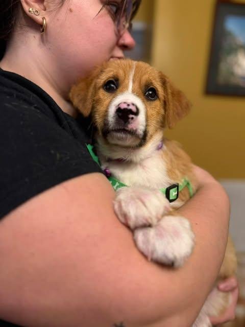 Puppy Teddy Image
