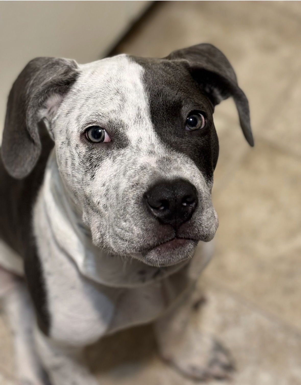 FORREST - Hound / Terrier available for adoption