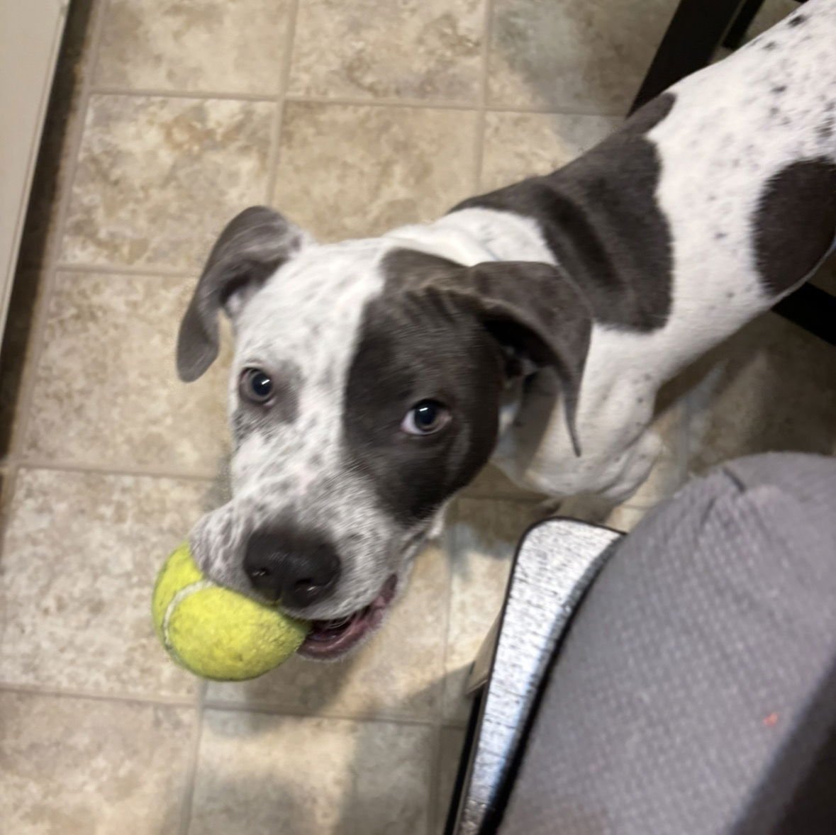 FORREST - Hound / Terrier available for adoption