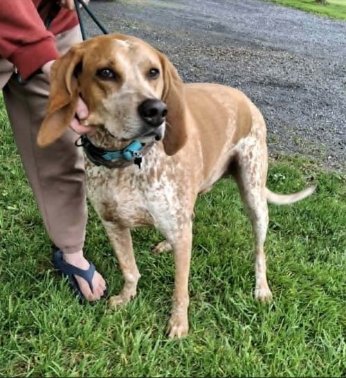 BOOTLEG - Coonhound available for adoption