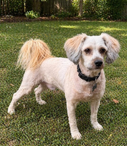 NINO - Poodle (Miniature) / Maltese available for adoption