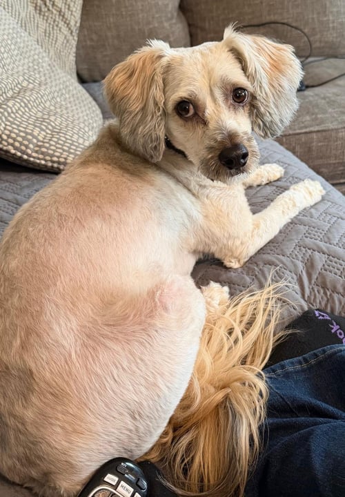 NINO - Poodle (Miniature) / Maltese available for adoption