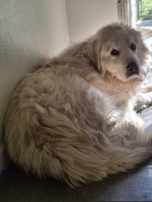 GHOST - Great Pyrenees available for adoption