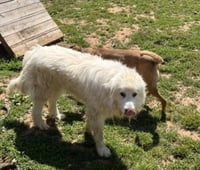 Ghost - Photo 3