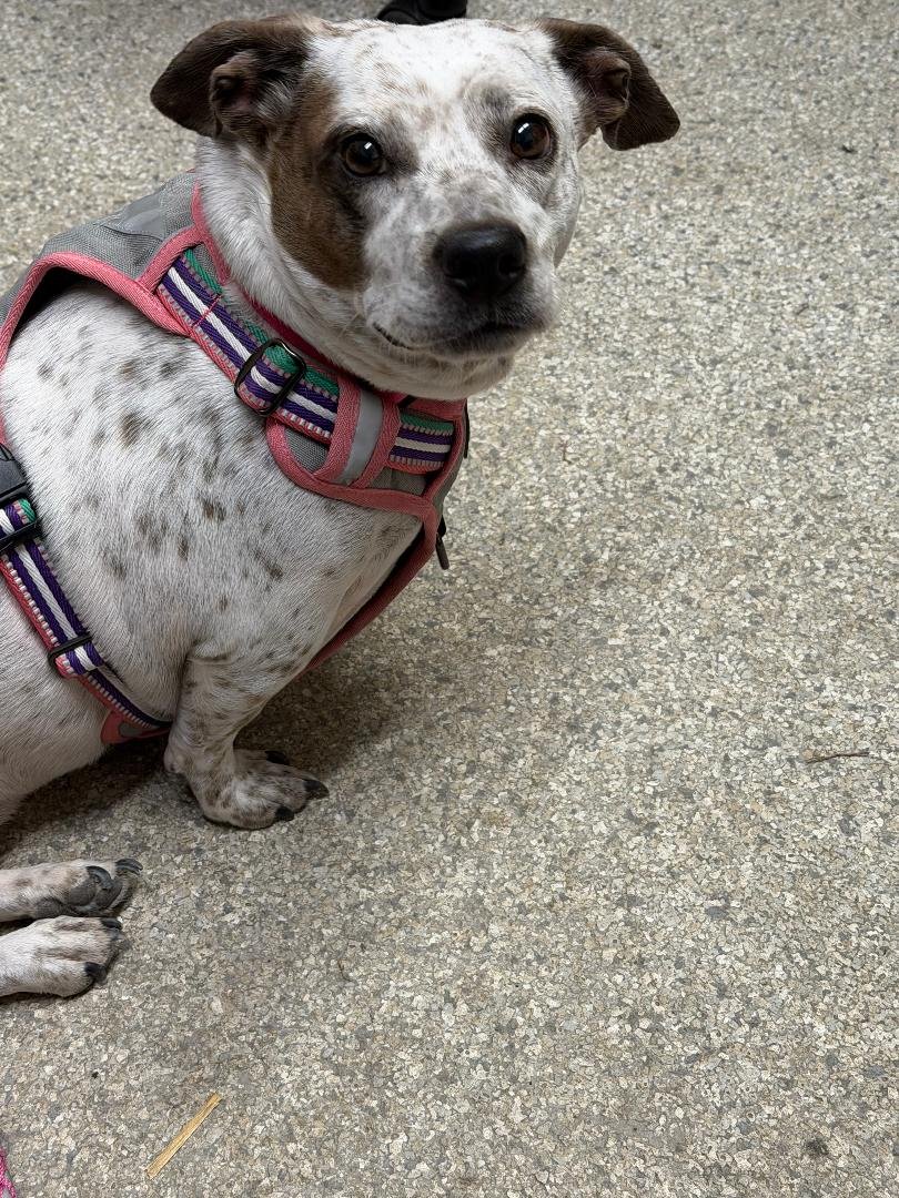 SPECKLES - Cattle Dog / Dachshund available for adoption