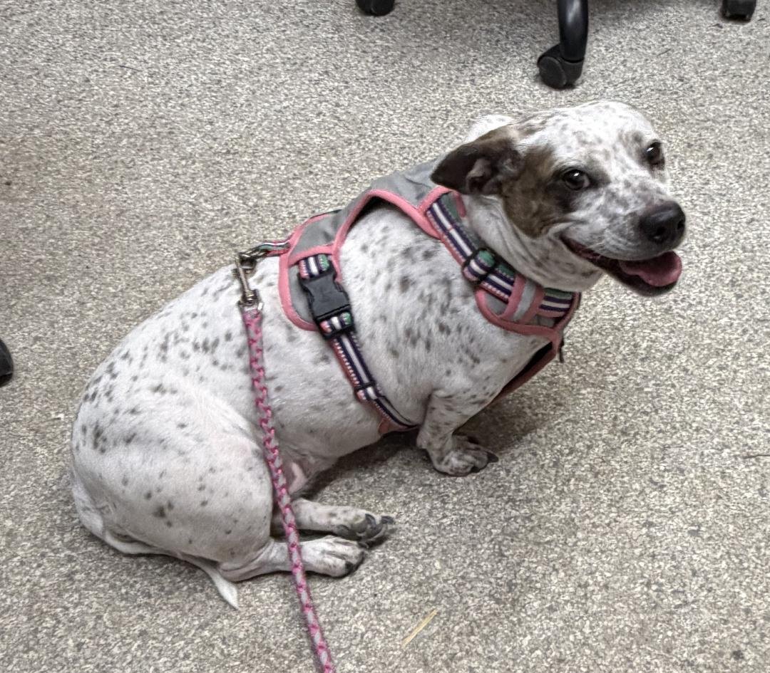 SPECKLES - Cattle Dog / Dachshund available for adoption