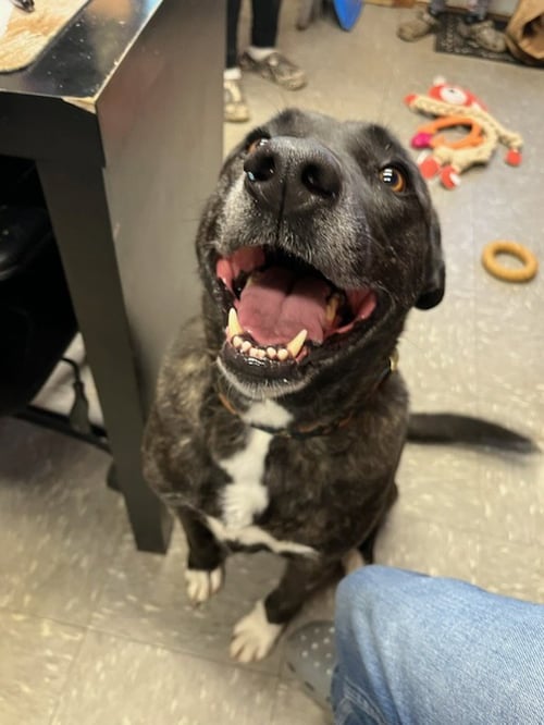 ISABELLE - American Bulldog / Siberian Husky available for adoption