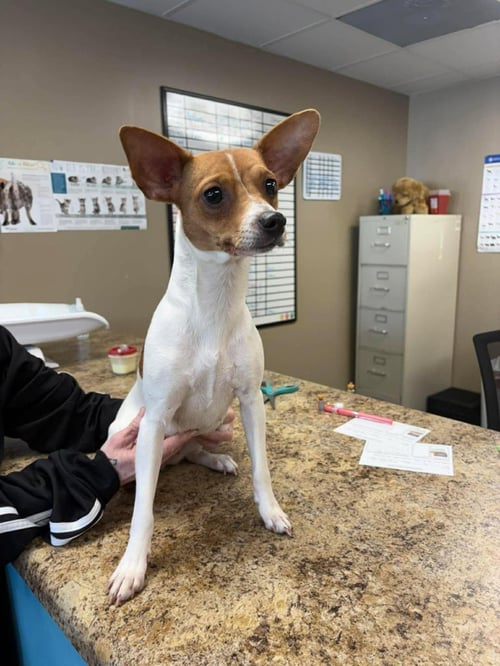 MILKSHAKE - Rat Terrier / Terrier available for adoption