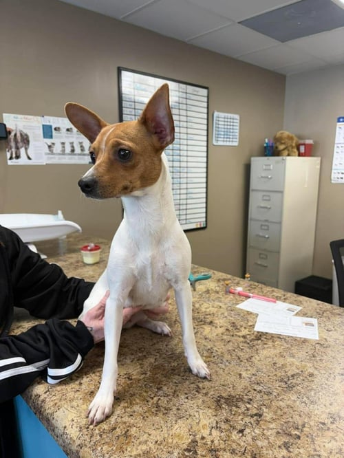 MILKSHAKE - Rat Terrier / Terrier available for adoption