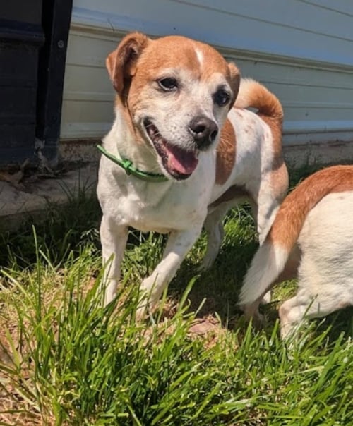 RADAR - Jack Russell Terrier available for adoption