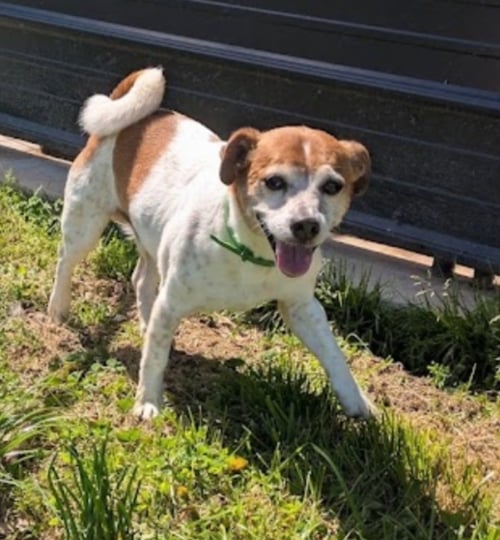 RADAR - Jack Russell Terrier available for adoption