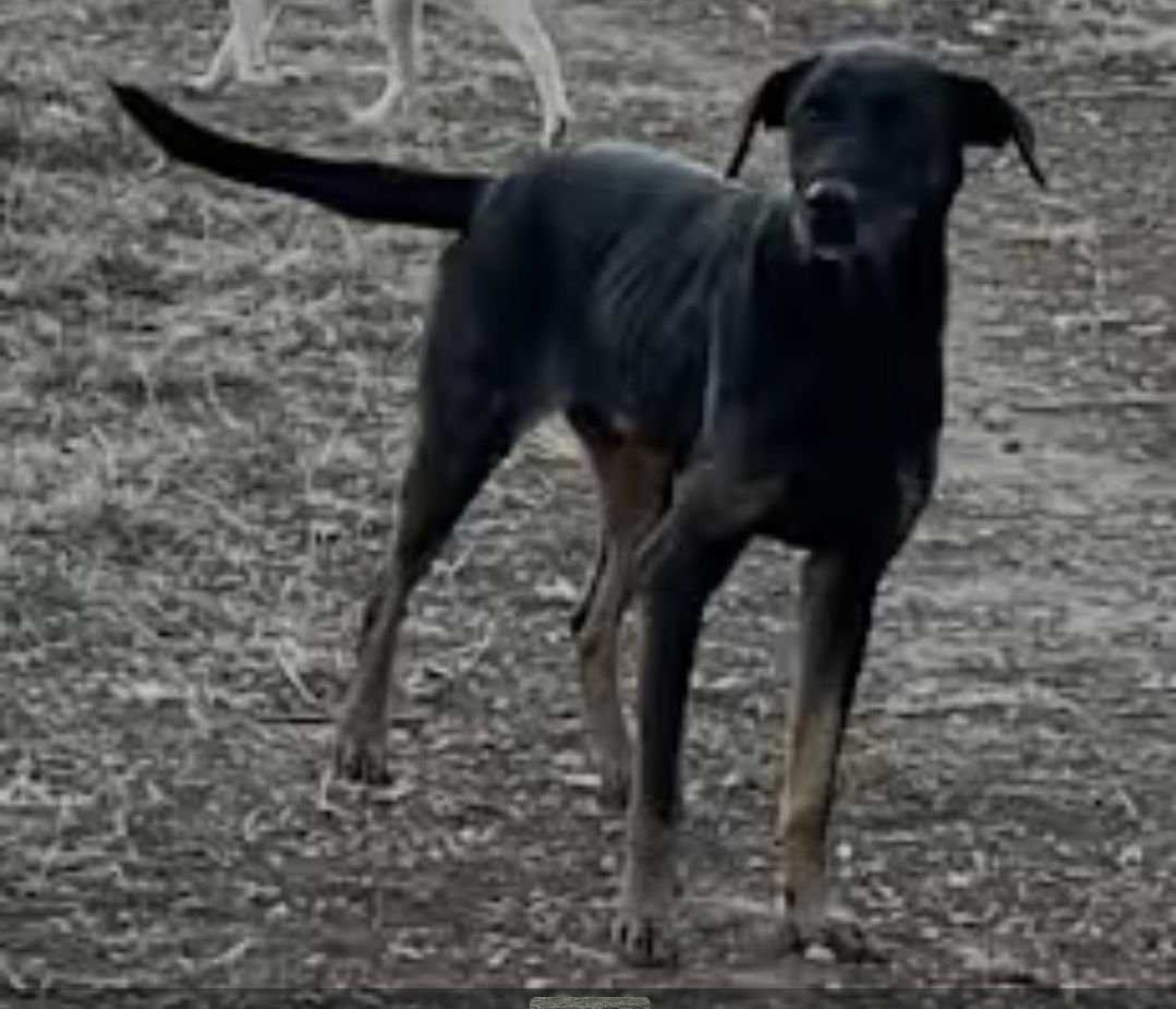 WHITLEY - Hound / German Shepherd Dog available for adoption