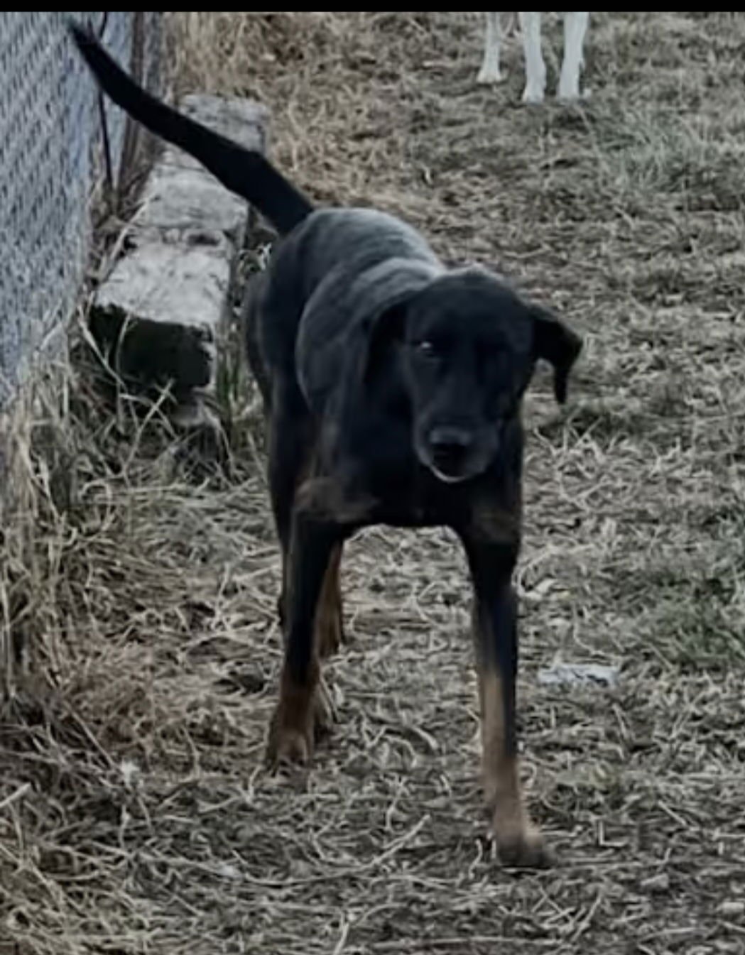 WHITLEY - Hound / German Shepherd Dog available for adoption