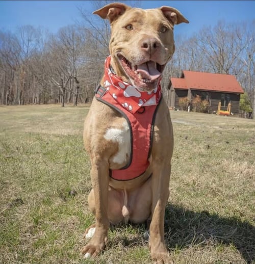 PATRICK HENRY - American Pit Bull Terrier available for adoption