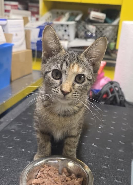 TAYLOR - Tabby available for adoption