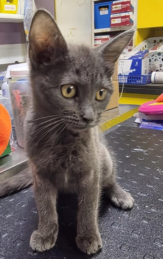 TARA - Domestic Short Hair available for adoption