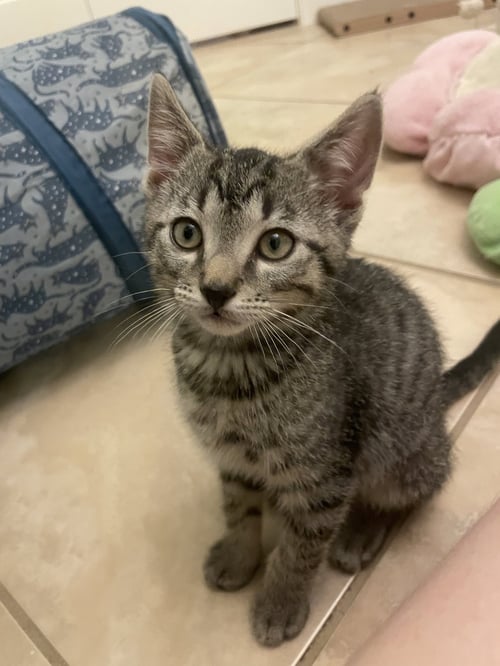 WILBUR (6175) - Domestic Short Hair for adoption in Tampa