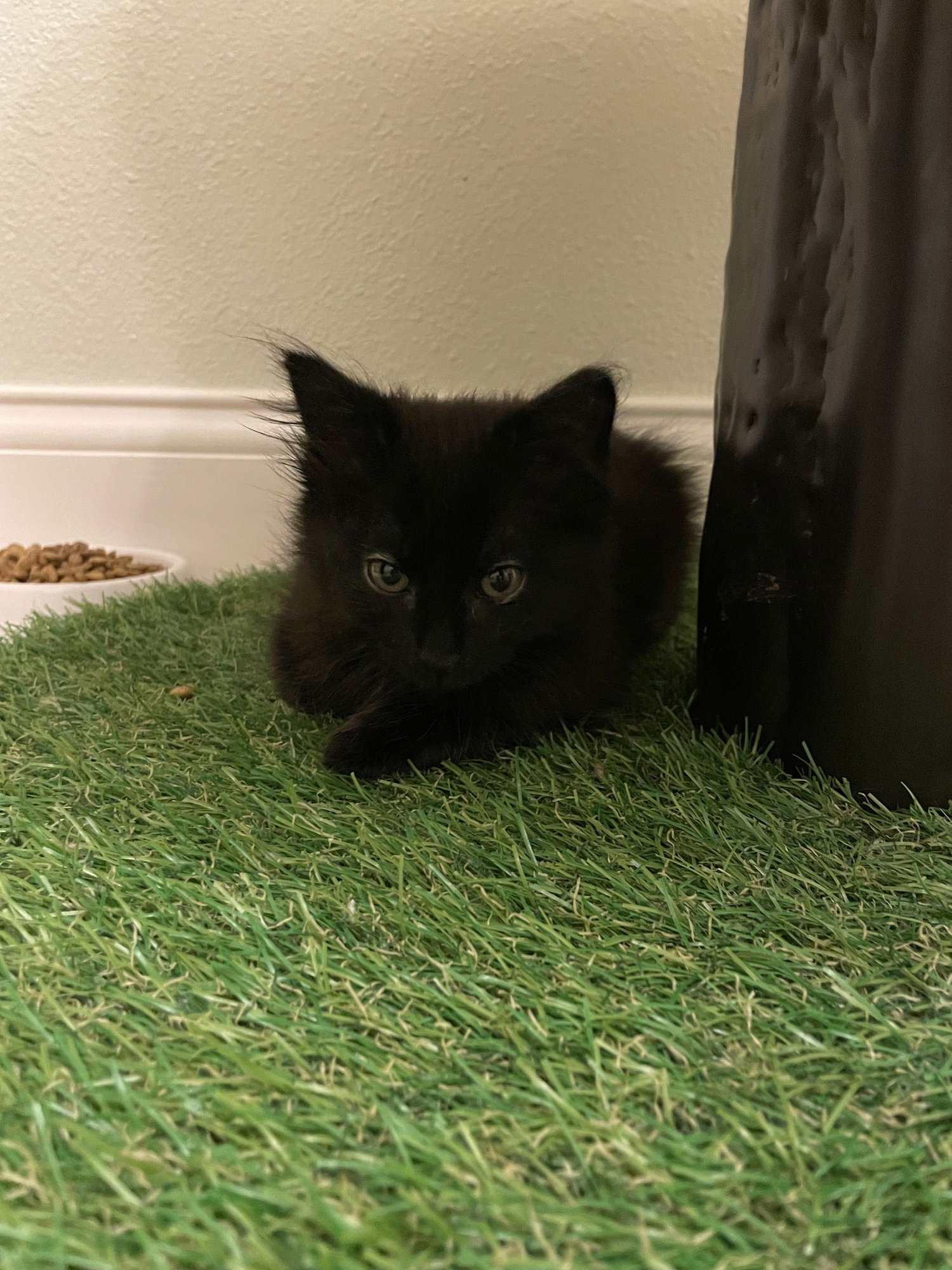 COMET (NEW) - Domestic Medium Hair available for adoption