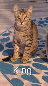 King (0910) - Photo 4