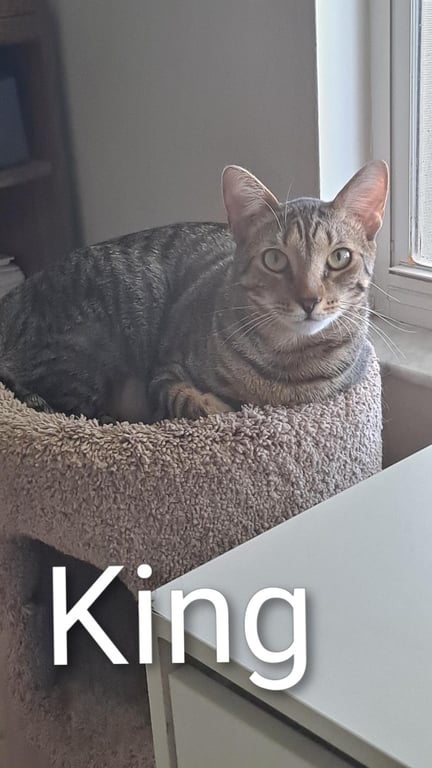King (0910) Image