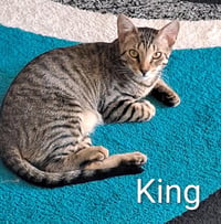 King (0910) - Photo 3
