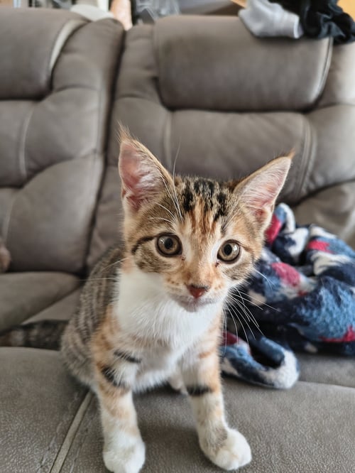 BUTTER PECAN (NEW) - Torbie for adoption in Tampa