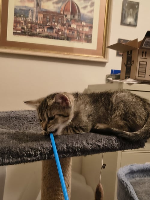 MONA LISA (5546) - Tiger for adoption in Tampa