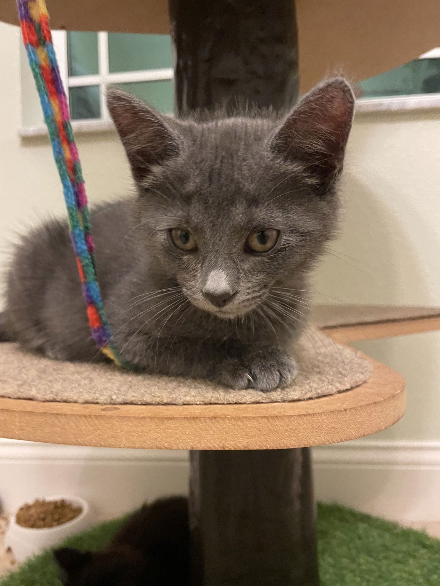 ATLAS (NEW) - Domestic Short Hair available for adoption