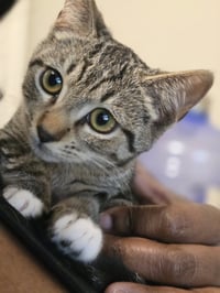 Pepper (6176) - Photo 1