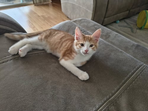 CREAMSICLE (NEW) - Domestic Short Hair for adoption in Tampa