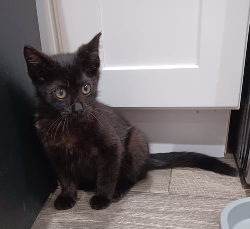 AJINA (1347) - Domestic Short Hair for adoption in Tampa