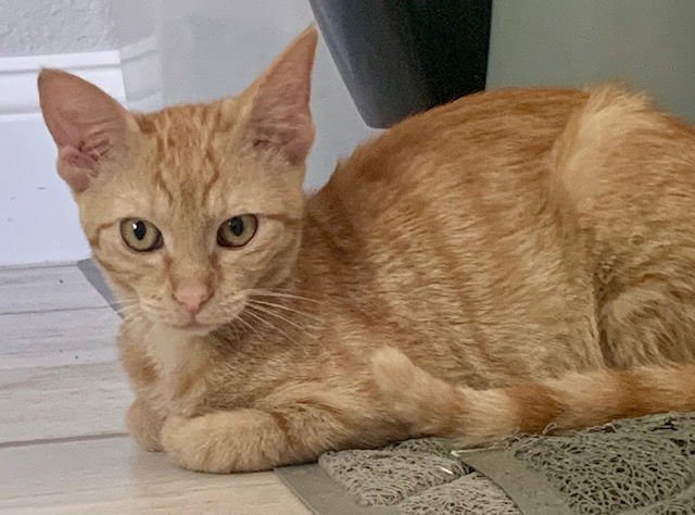 BARLEY (NEW) - Domestic Short Hair available for adoption