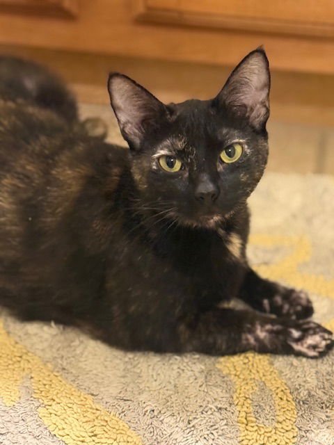 SNICKERDOODLE (2434) - Tortoiseshell for adoption in Tampa