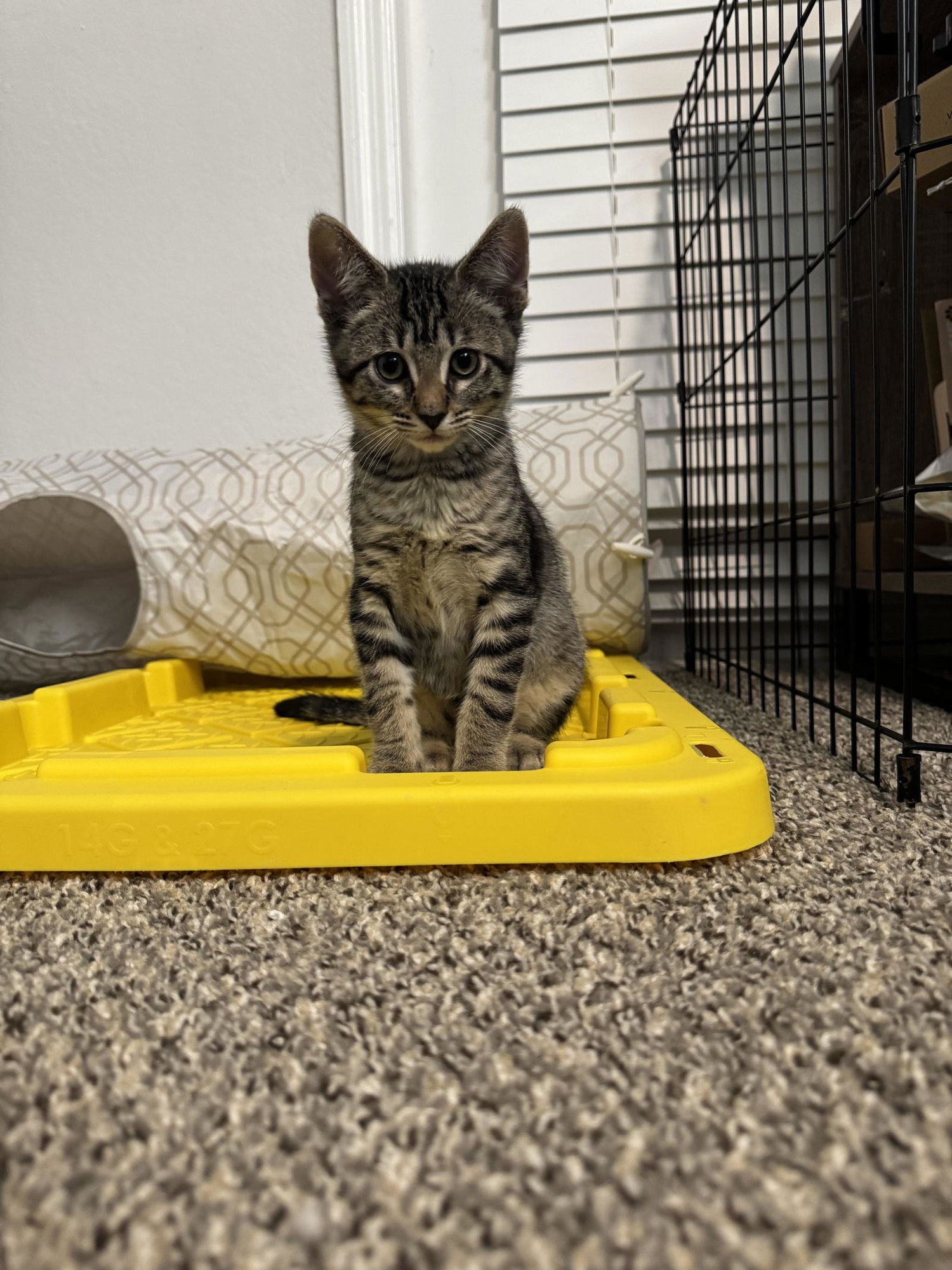 ACHILLES (9985) - Tiger available for adoption