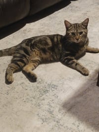 Oliver (7042) - Photo 1